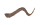 あなご