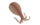 あおりいか