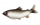 あゆ