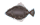ひらめ