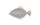 ひらめ