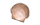 ほたてがい