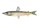 きす