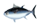 くろまぐろ