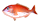 まだい