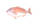まだい