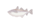 まだら