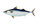 まさば