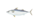 まさば