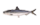 にしん