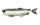 さけ