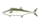 さわら