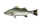 すずき