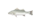 すずき