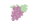 ぶどう