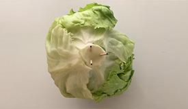 ヤサイ
