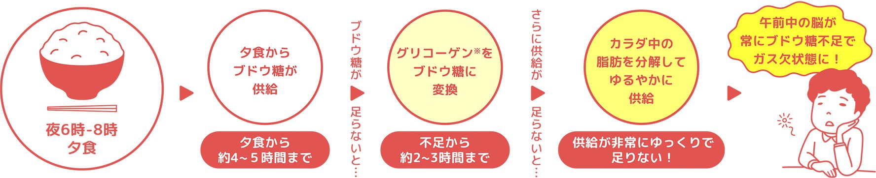 夜6時-8時 夕食 | 夕食からブドウ糖が供給 夕食から約4〜5時間まで | ブドウ糖が足らないと… | グリコーゲン※をブドウ糖に変換 不足から約2〜3時間まで | さらに供給が足らないと… | カラダ中の脂肪を分解してゆるやかに供給 供給が非常にゆっくりで足らない! | 午前中の脳が常にブドウ糖不足でガス欠状態に!