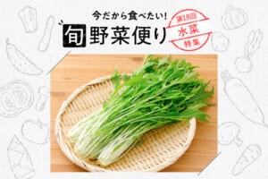 旬野菜便り♪鍋の定番！シャキシャキ水菜のアレンジ術♪