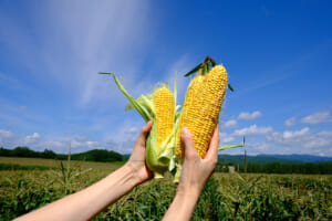 コーンの番人に密着!「クノール®贅沢野菜®」を支えるコーンレンジャーとは?